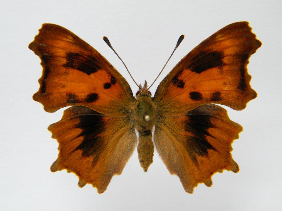 Polygonia c-album (coldshock) (Internet Image property of respective owner, non-commercial use only)